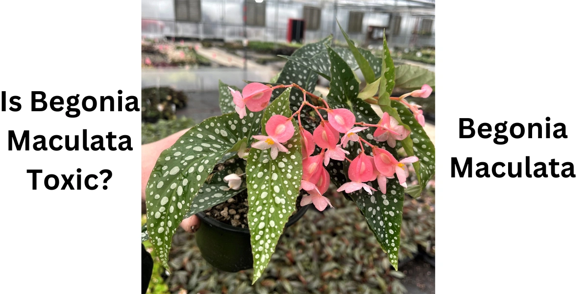 begonia-maculata