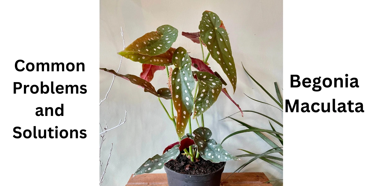 begonia-maculata