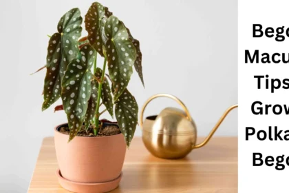 begonia-maculata