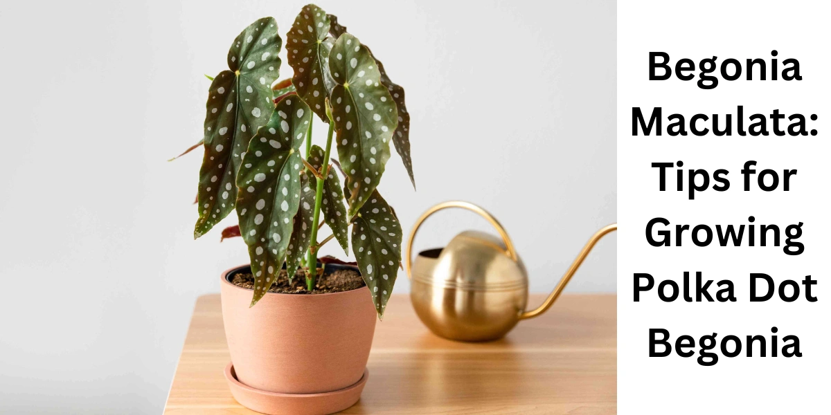 begonia-maculata
